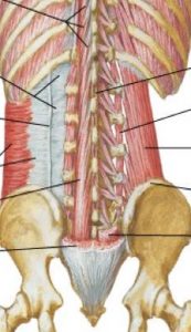 lumbar paraspinals