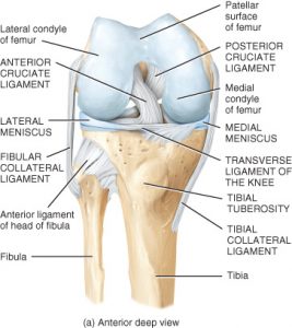 knee joint